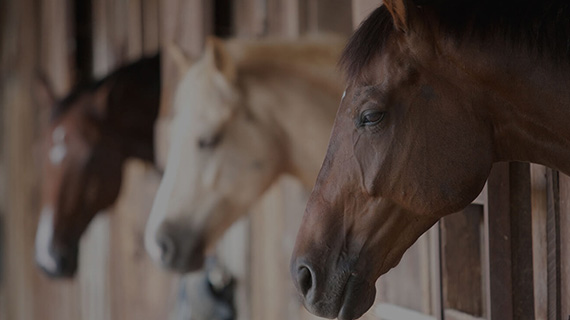 farrier
