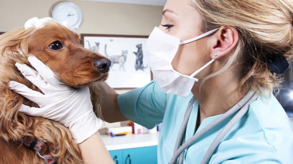vet